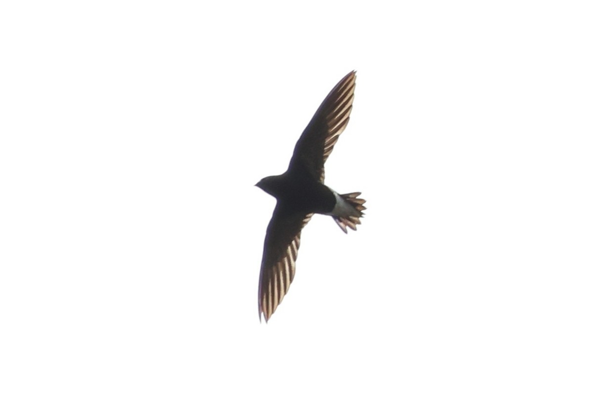 Purple Needletail - ML637914581