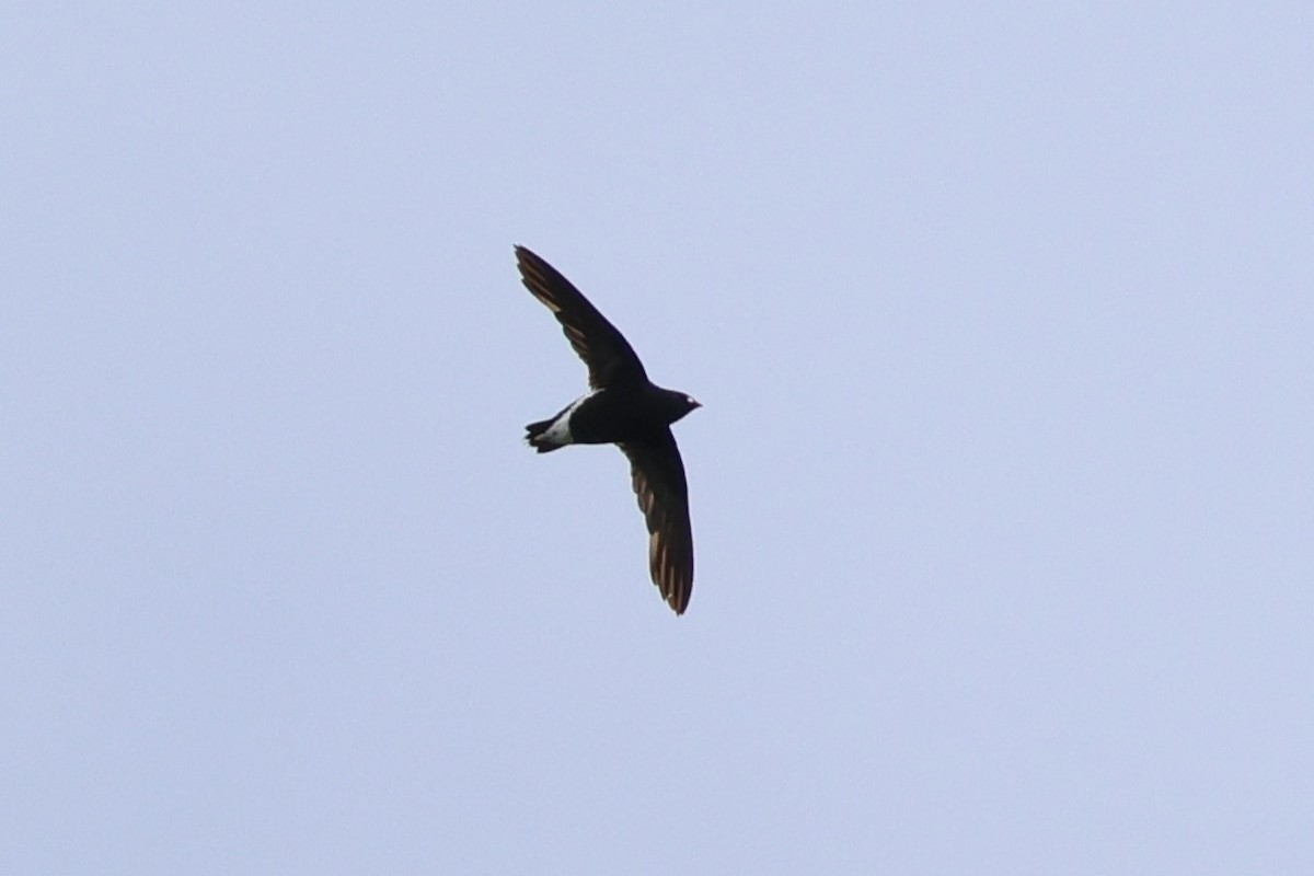 Purple Needletail - ML637914582