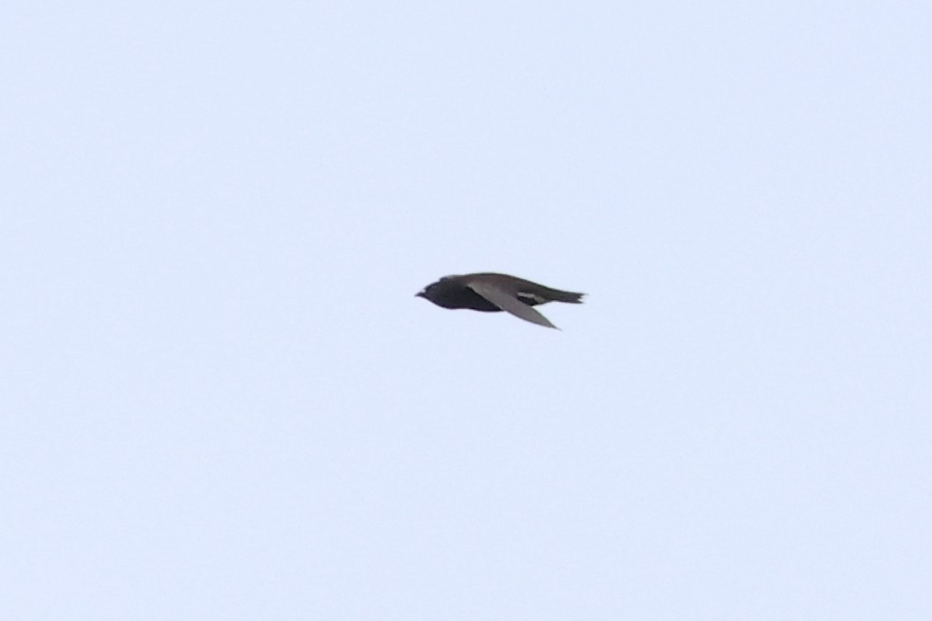 Purple Needletail - ML637914583