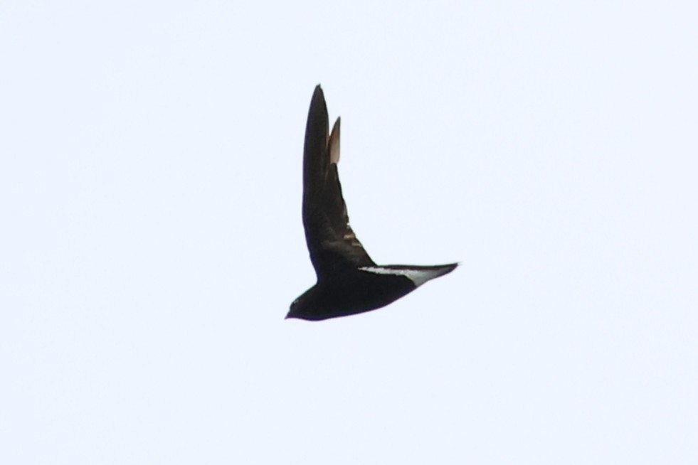 Purple Needletail - ML637914584