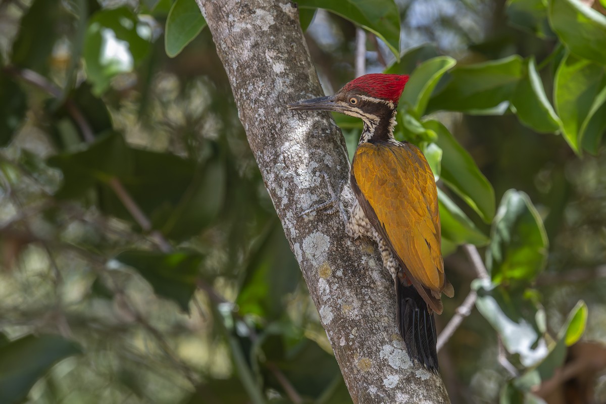 Malabar Flameback - ML637914613