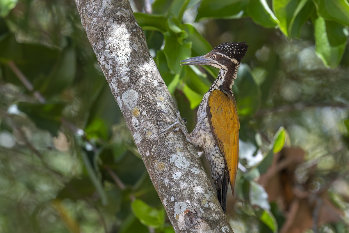 Malabar Flameback - ML637914614