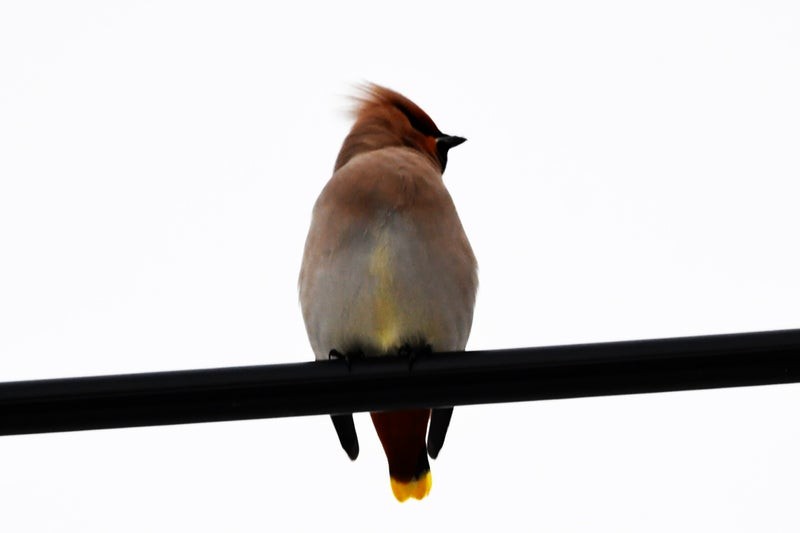Bohemian Waxwing - ML637914617