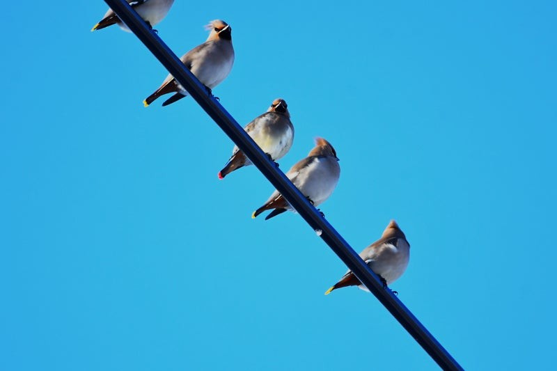 Bohemian Waxwing - ML637914620