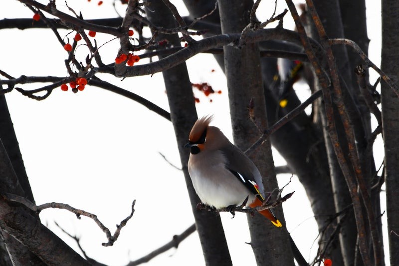 Bohemian Waxwing - ML637914621