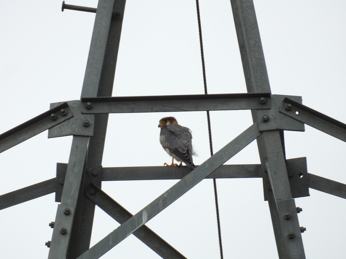 Red-necked Falcon - ML637914670