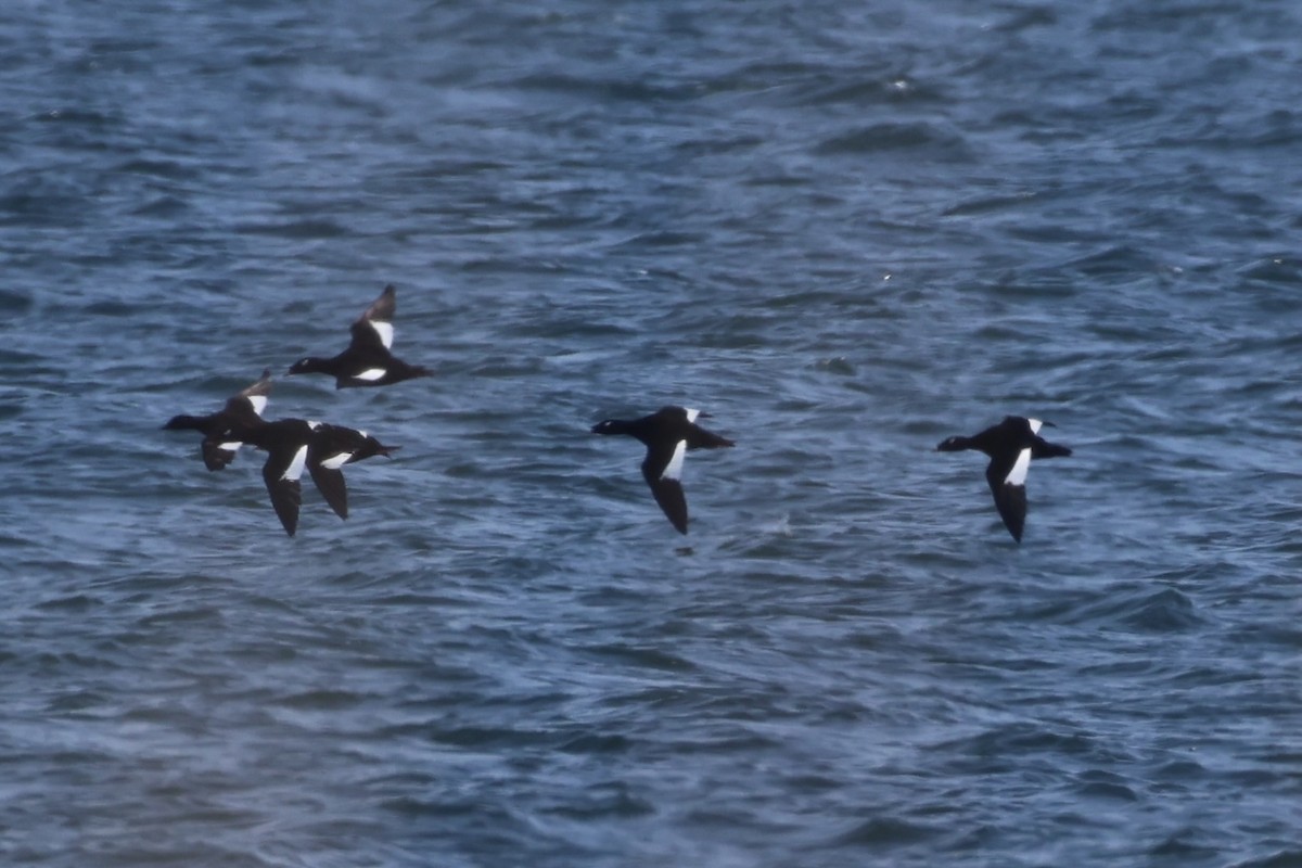 Stejneger's Scoter - ML637914693