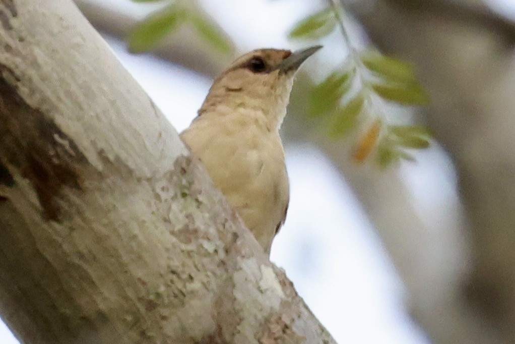 Rufous-fronted Thornbird - ML637914712