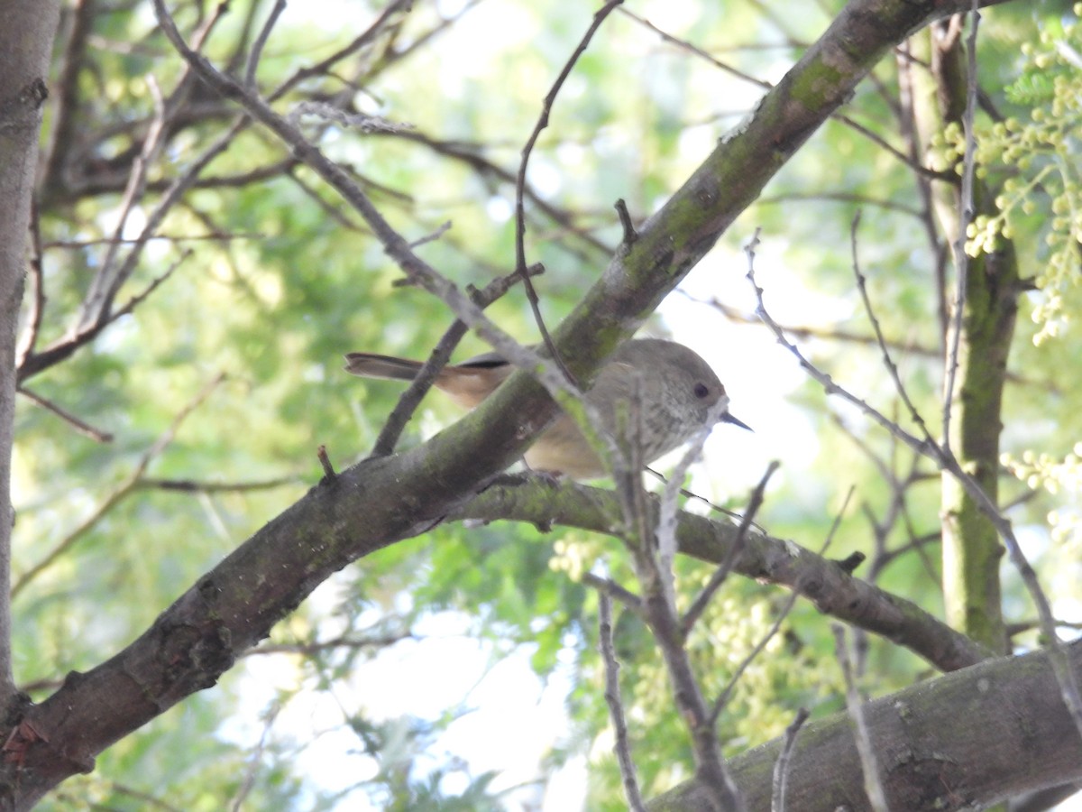 Brown Thornbill - ML637914751