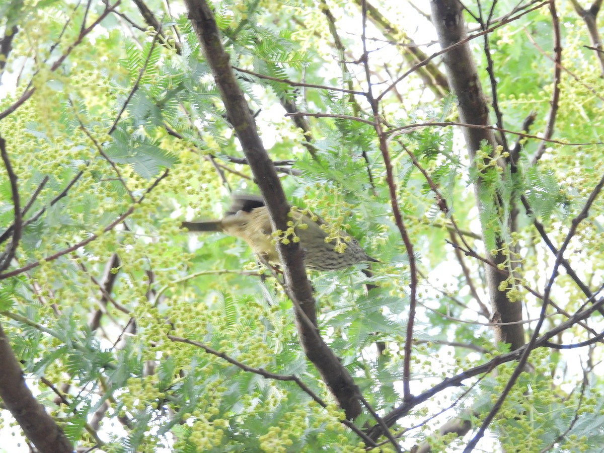 Brown Thornbill - ML637914752