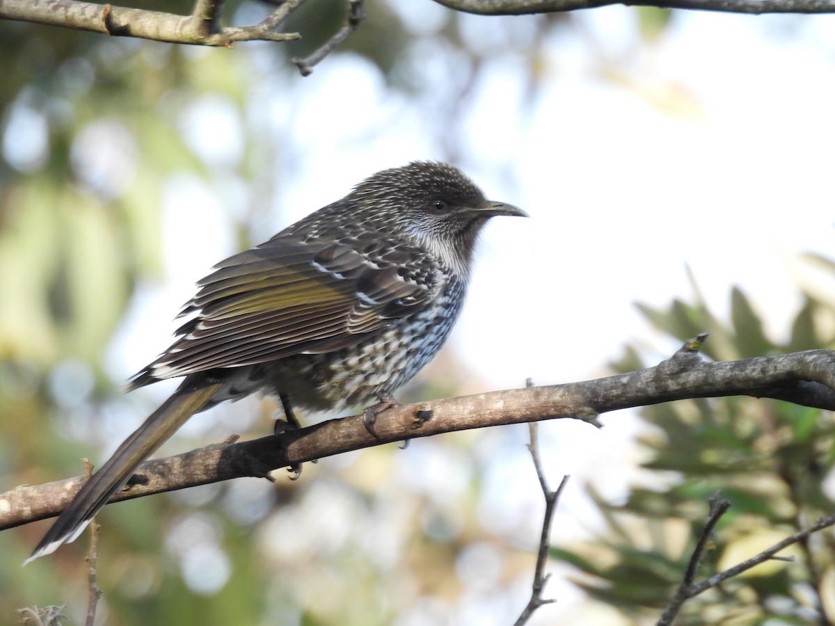 Little Wattlebird - ML637914770