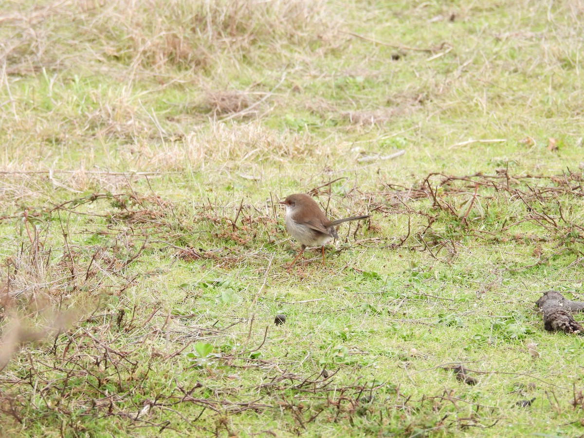Superb Fairywren - ML637914798