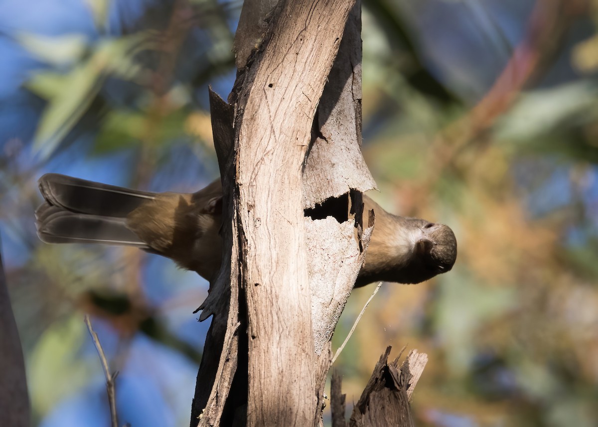Rufous Shrikethrush - ML637914809