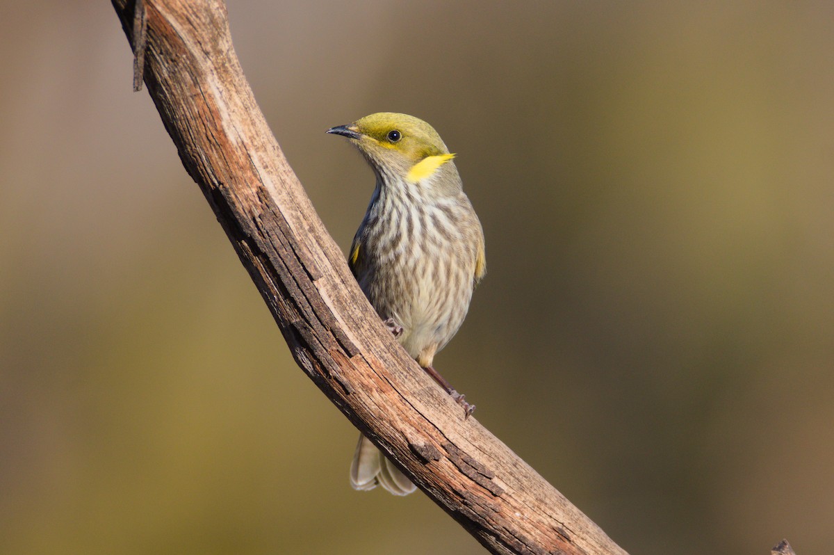 Yellow-plumed Honeyeater - ML637914812