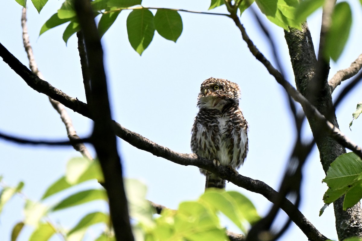 Collared Owlet - ML637914852