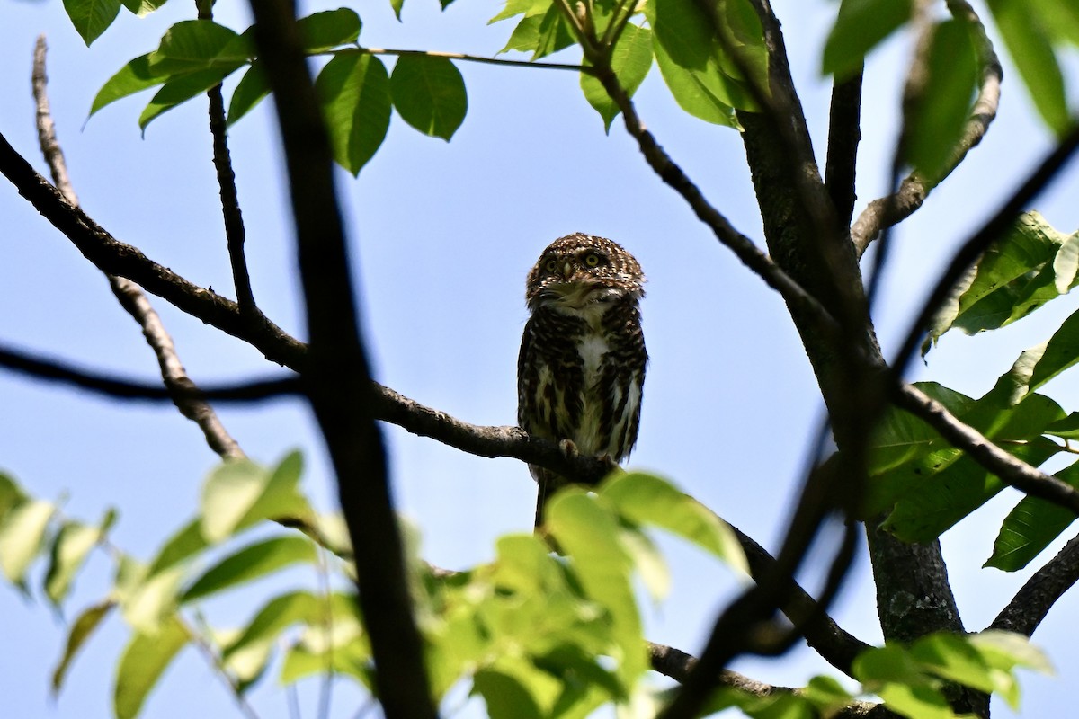 Collared Owlet - ML637914855
