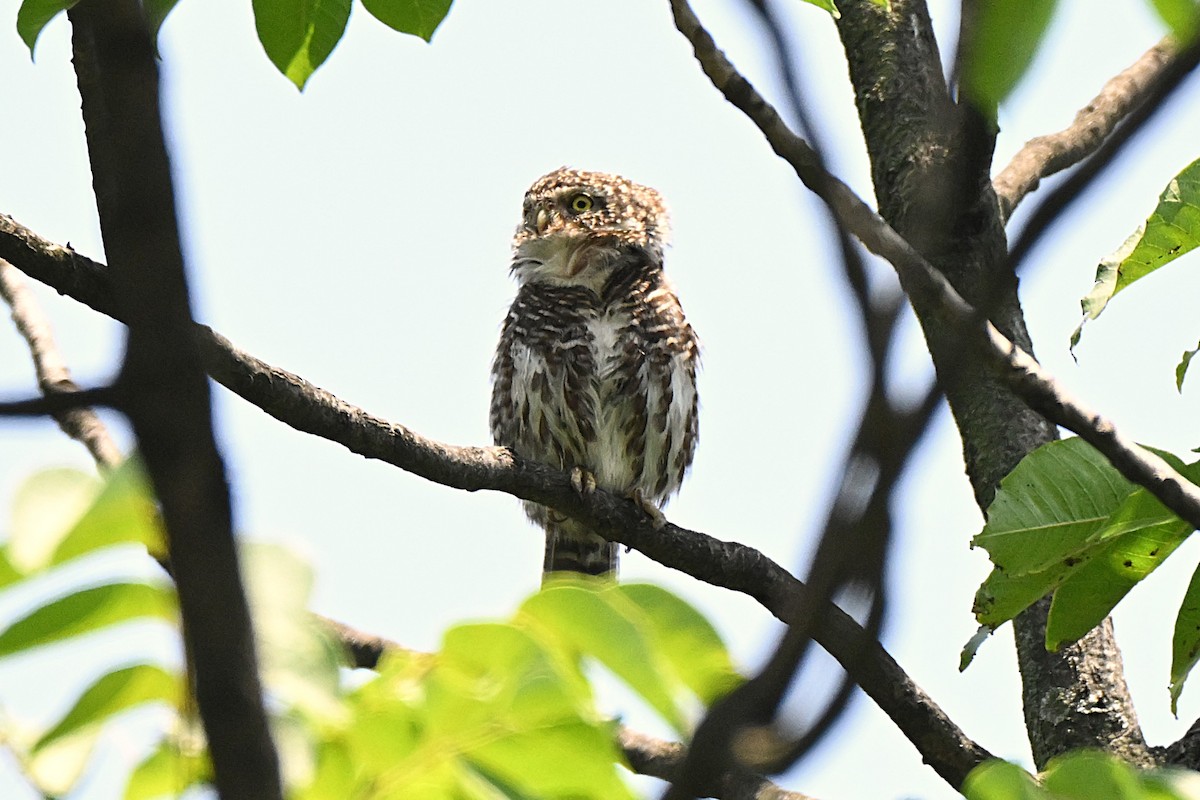 Collared Owlet - ML637914857