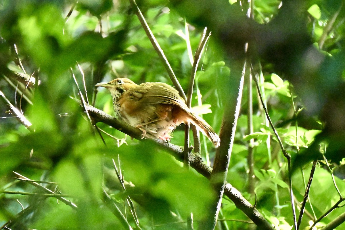 Black-streaked Scimitar-Babbler - ML637914923