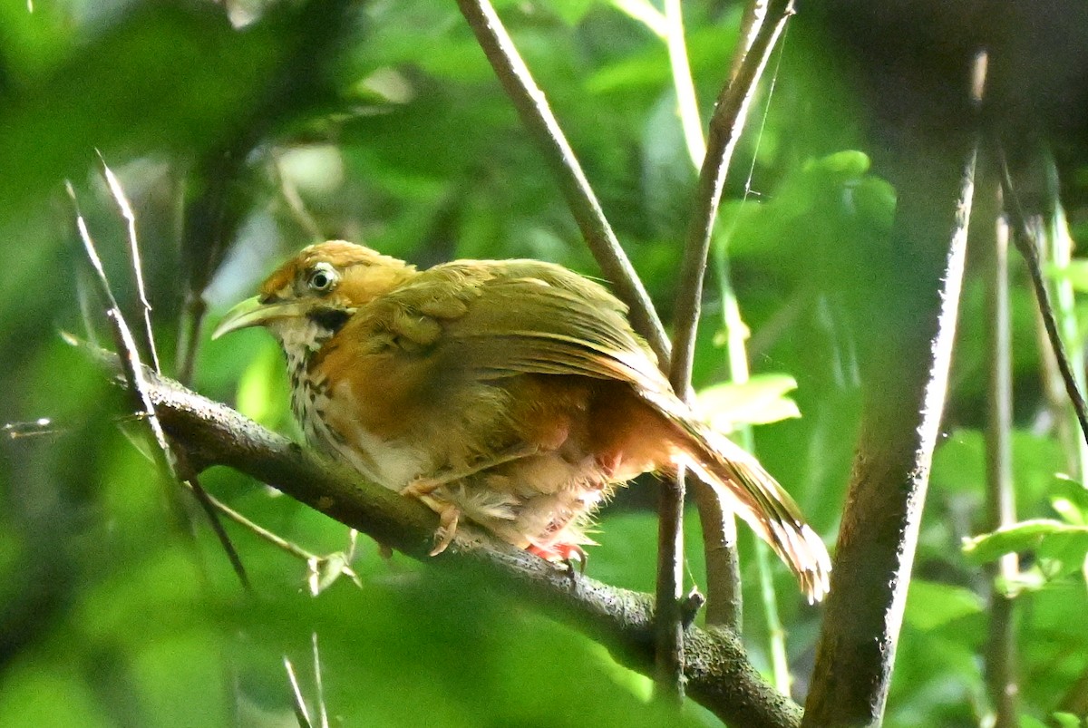 Black-streaked Scimitar-Babbler - ML637914930
