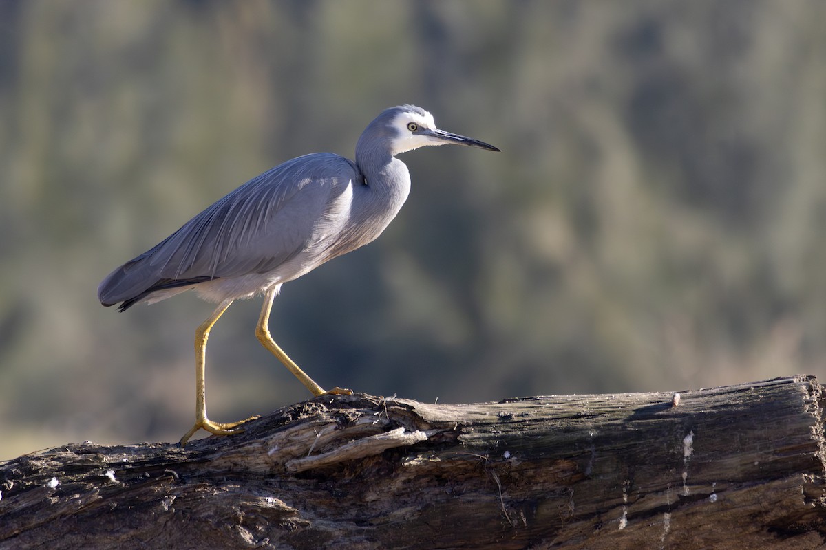 hvitmaskehegre - ML637914931