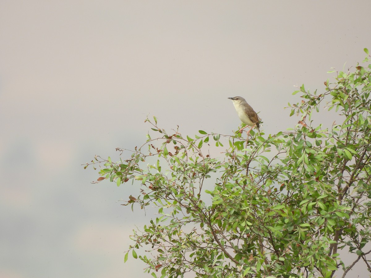 Jungle Prinia - ML637914939