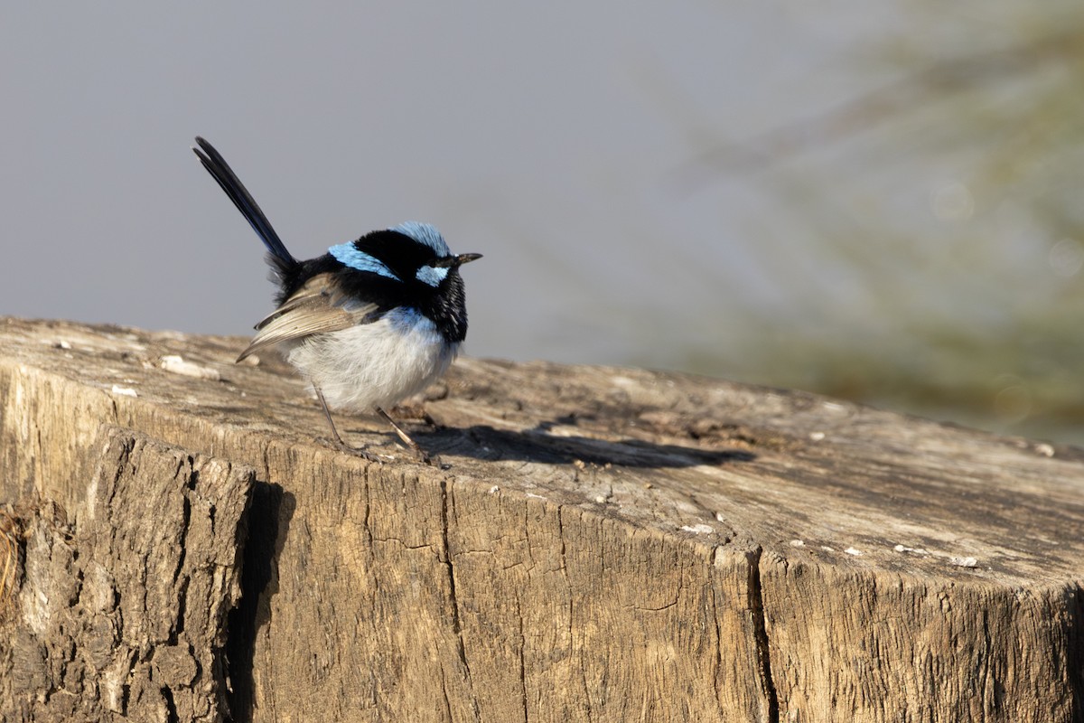 Superb Fairywren - ML637914946