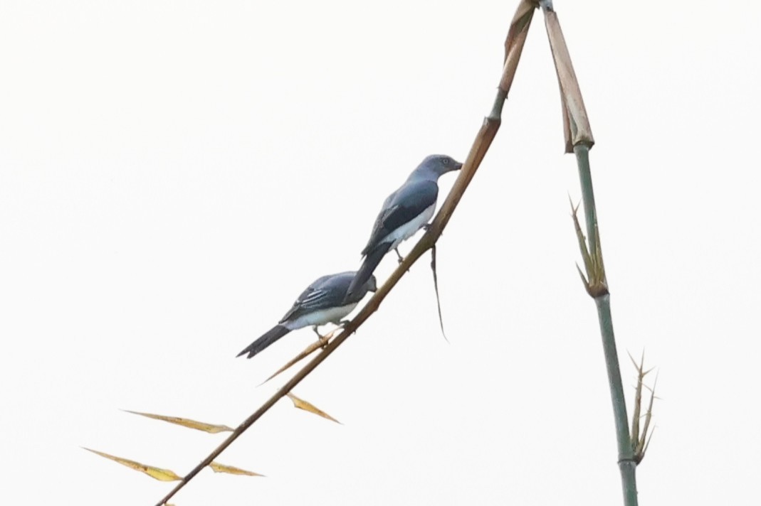 White-rumped Cuckooshrike - ML637914978