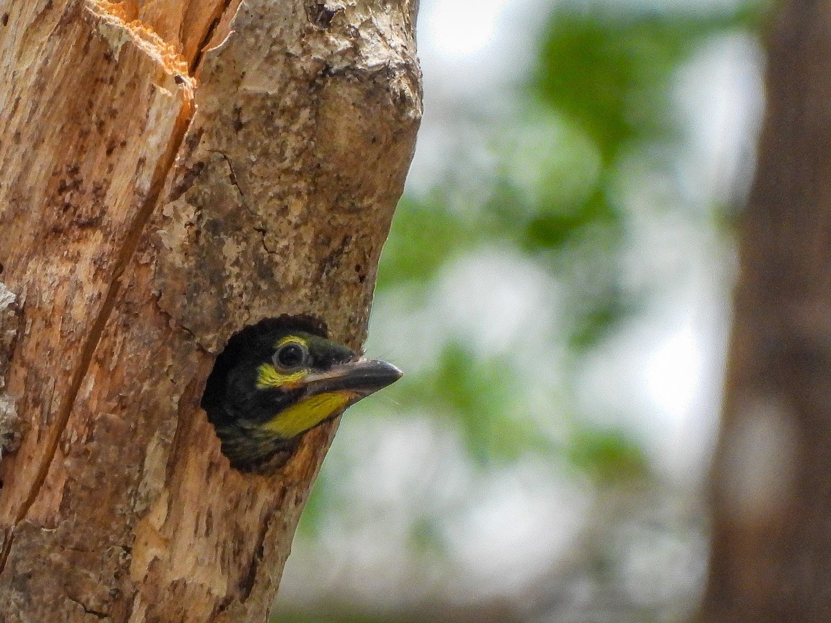 Coppersmith Barbet - ML637914991