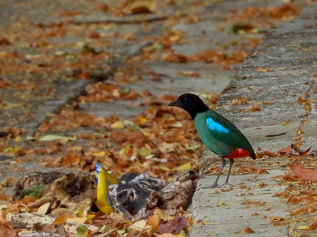 綠胸八色鳥 - ML637915000