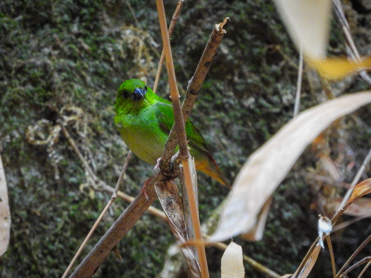 Green-faced Parrotfinch - ML637915011