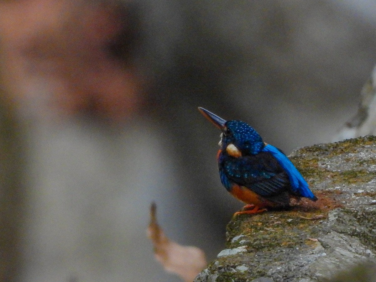 Indigo-banded Kingfisher - ML637915015
