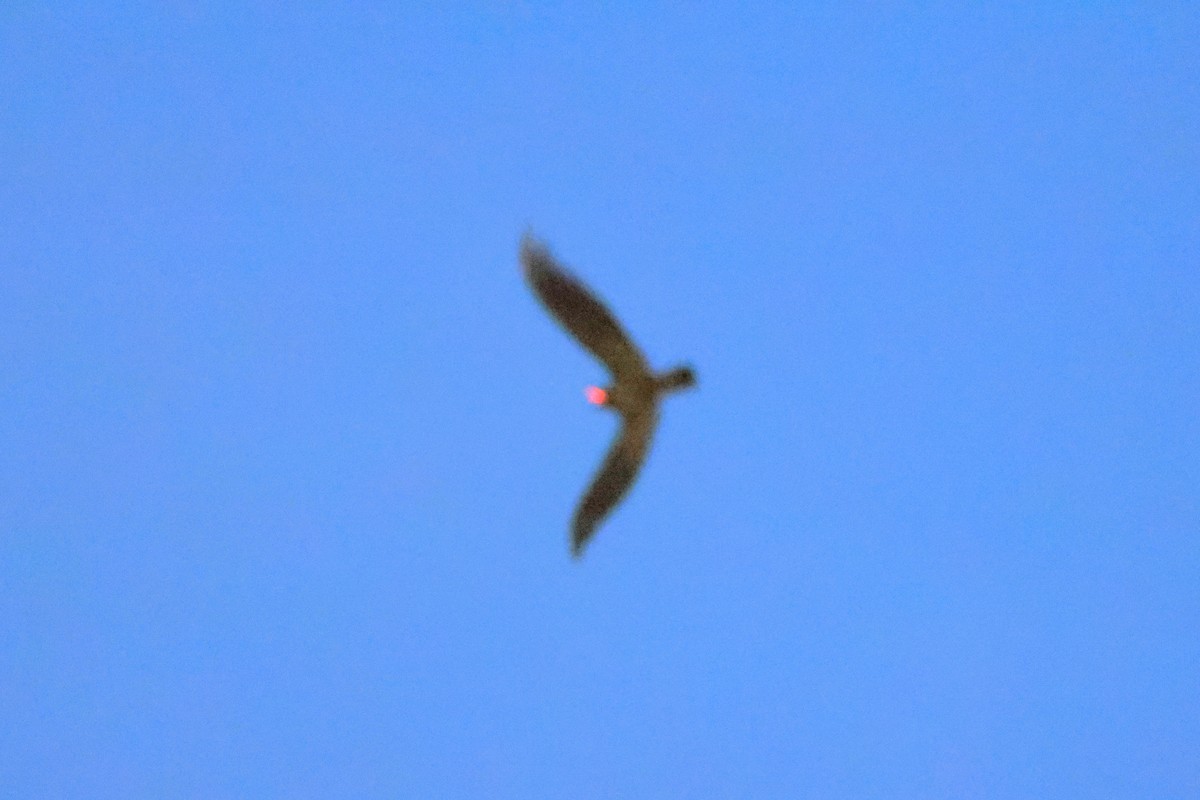 Great Eared-Nightjar (Sulawesi) - ML637915028