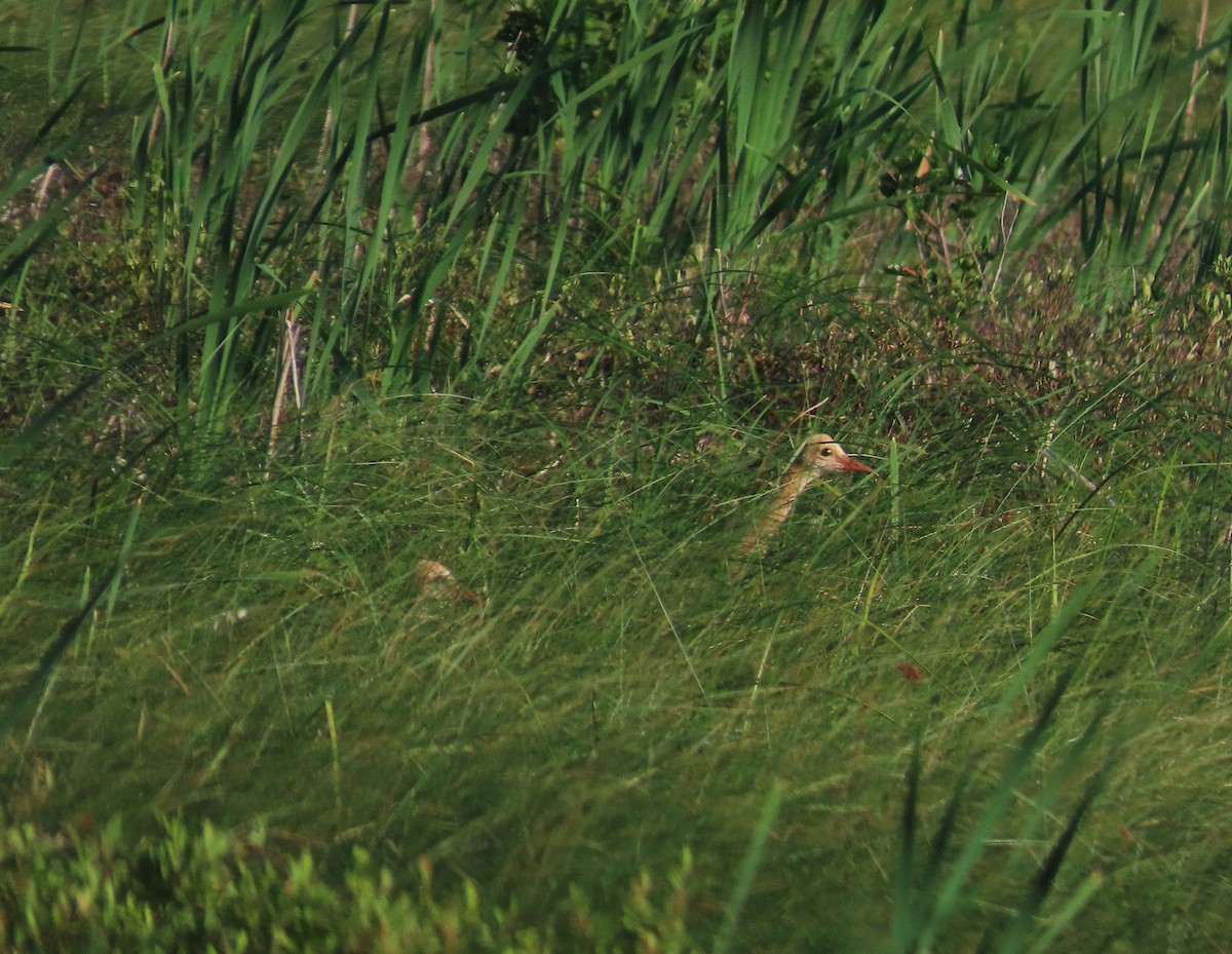 Sandhill Crane - ML637915035