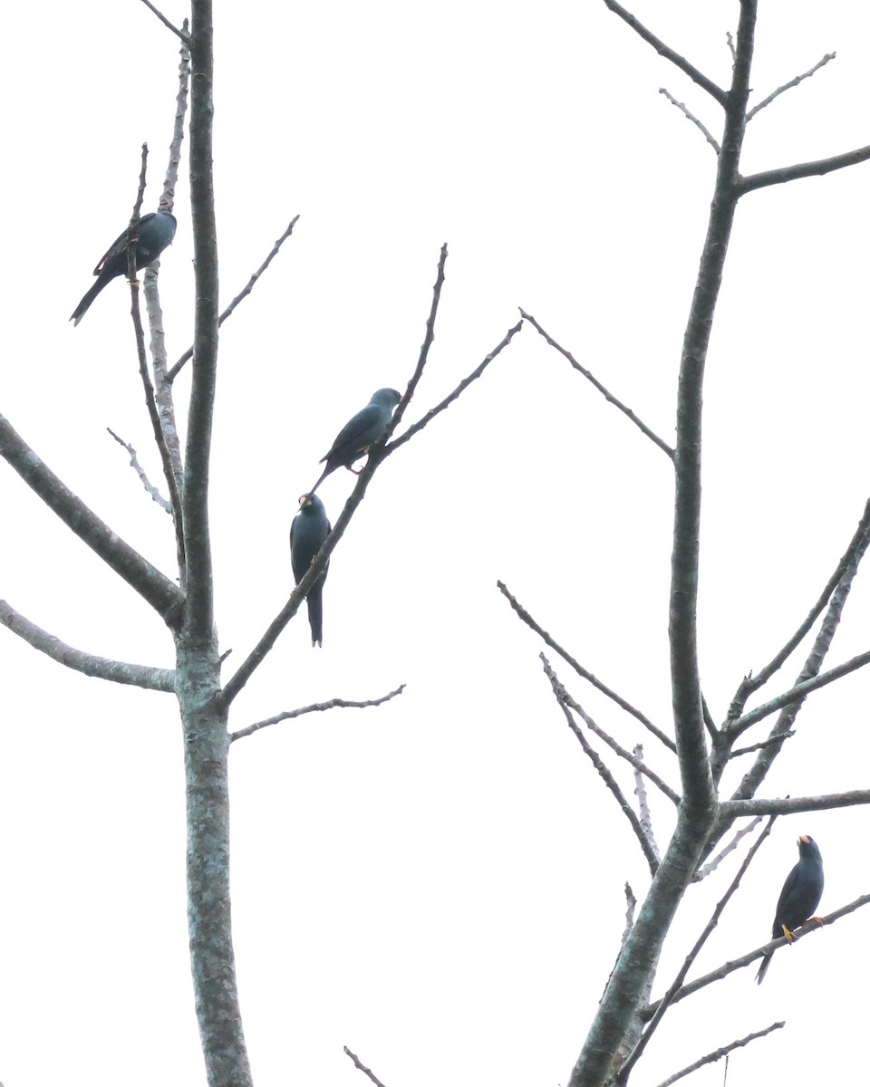 Finch-billed Myna - ML637915038