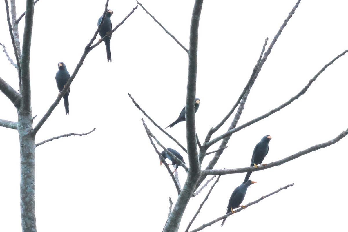 Finch-billed Myna - ML637915039