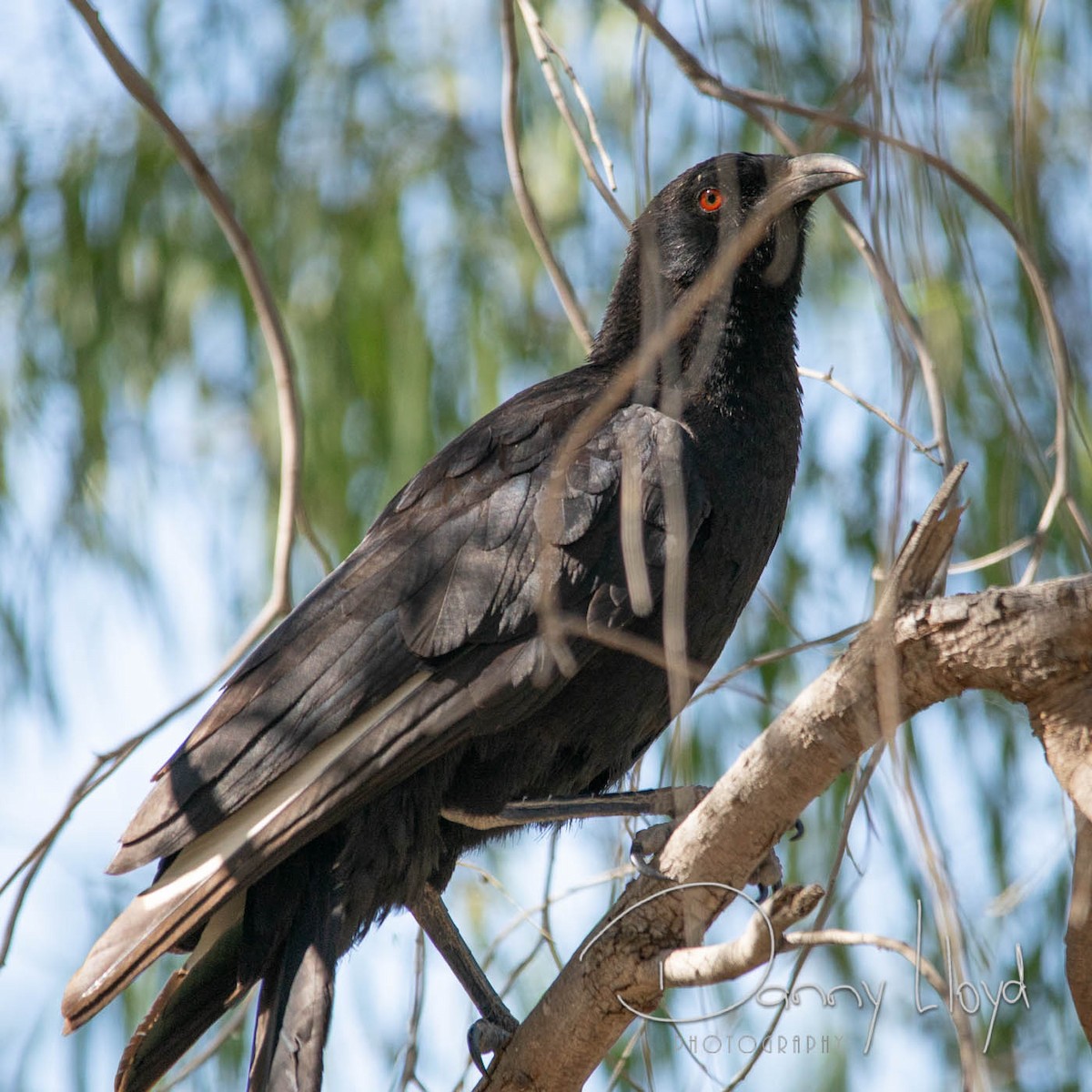 White-winged Chough - ML637915042