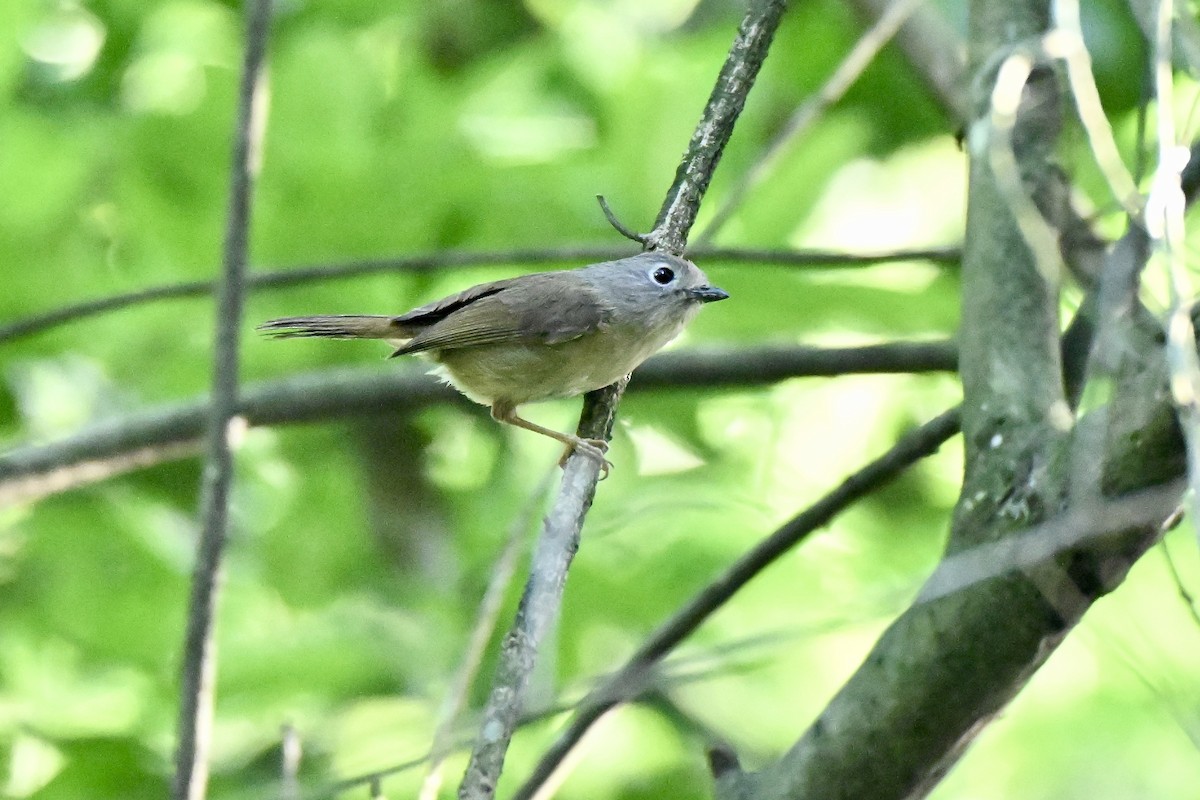 David's Fulvetta - ML637915045