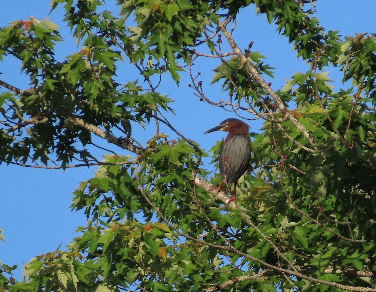 Green Heron - ML637915046