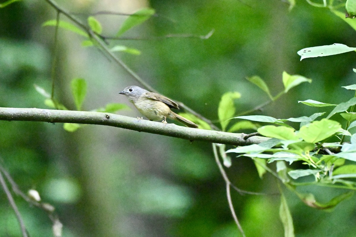 David's Fulvetta - ML637915051