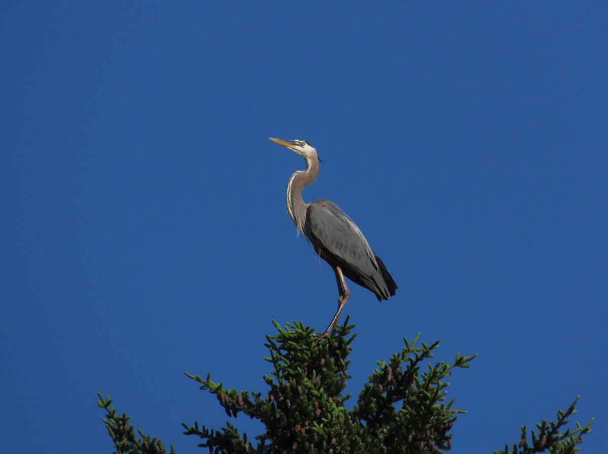 Great Blue Heron - ML637915053