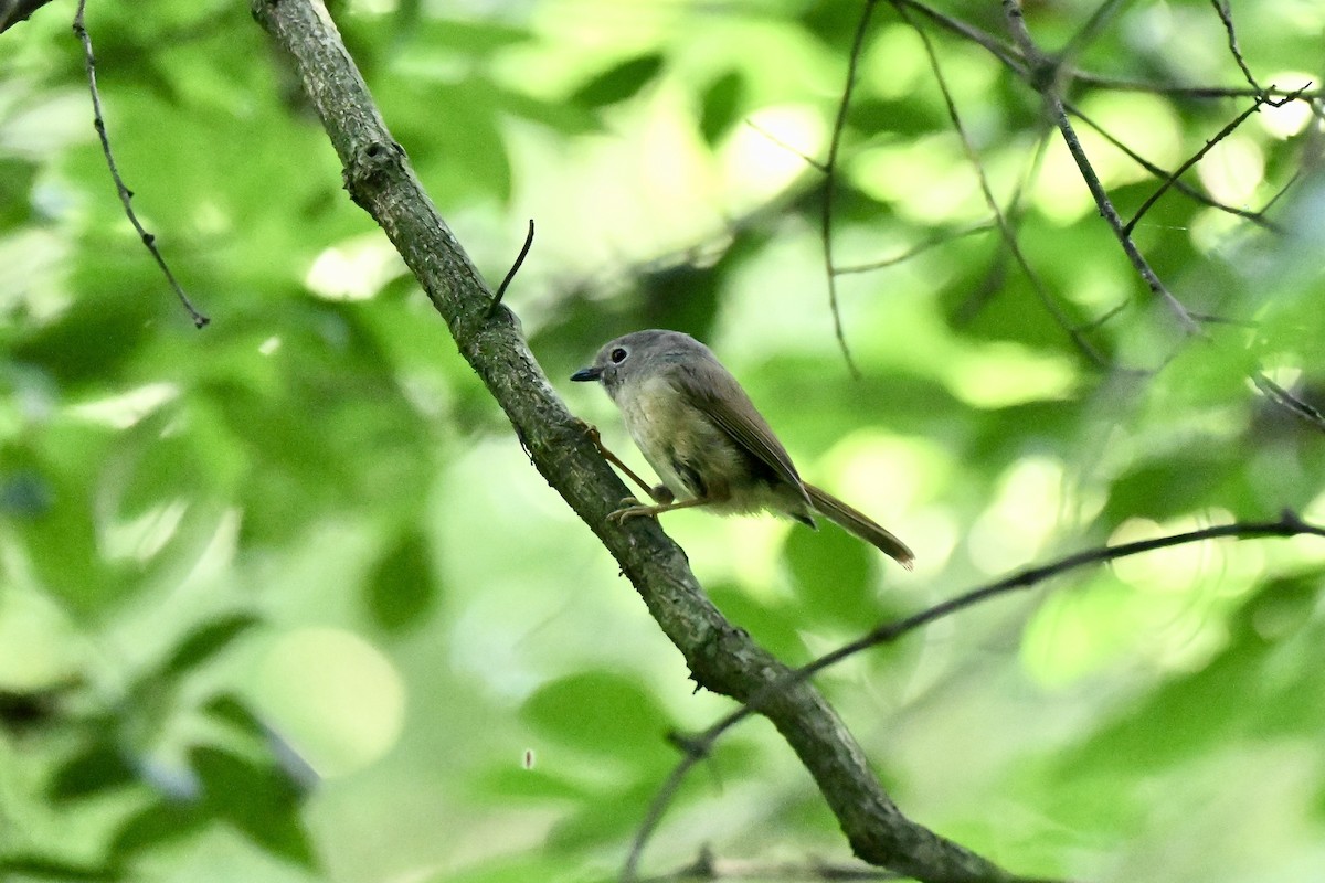 David's Fulvetta - ML637915056