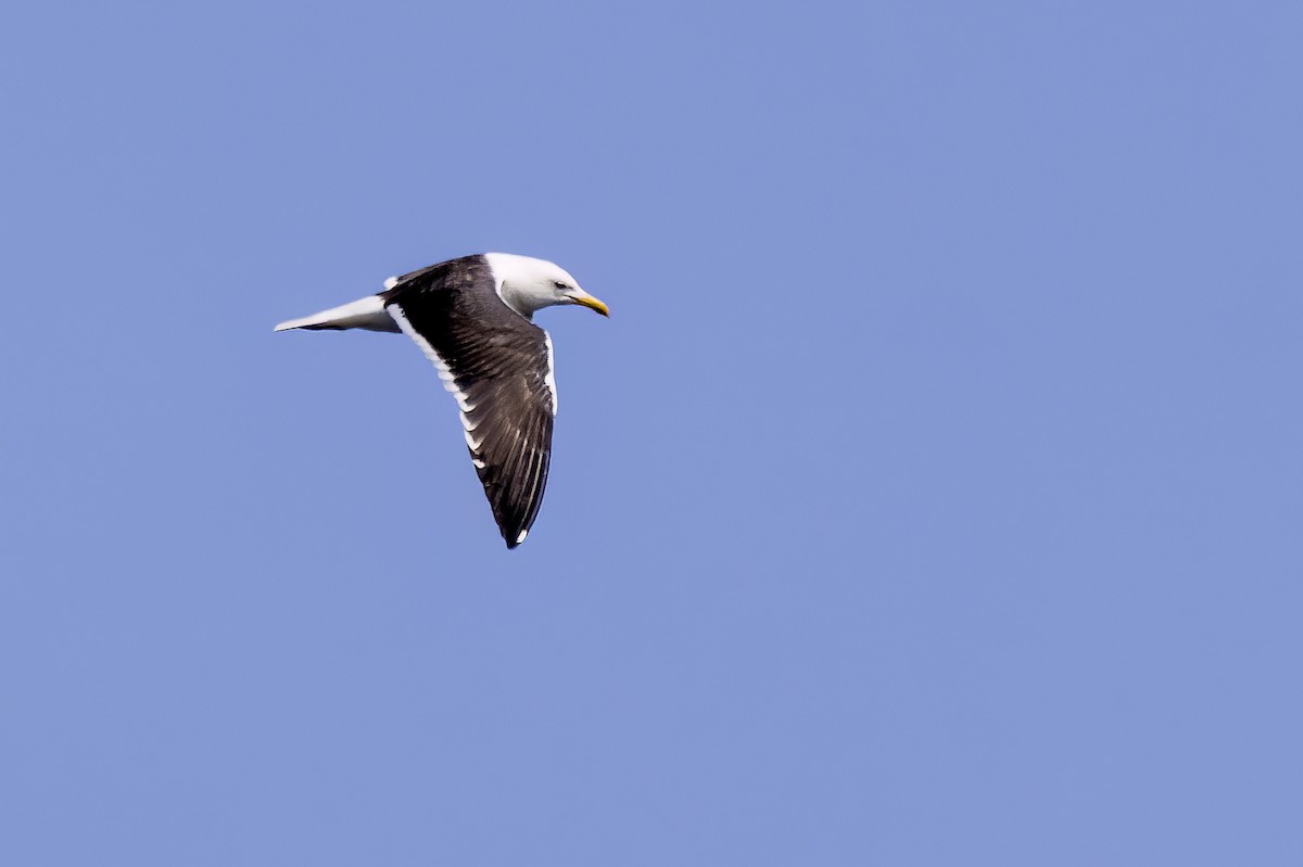 sildemåke - ML637915089