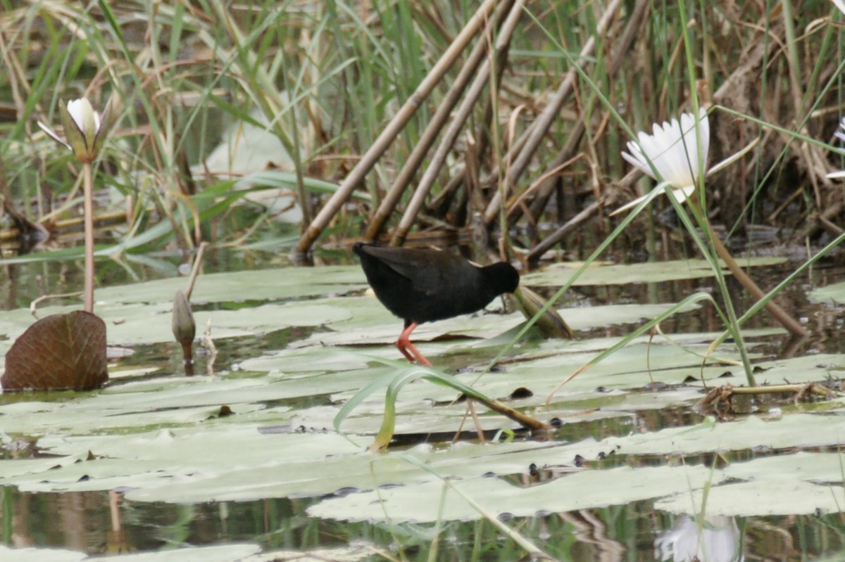 Black Crake - ML637915098