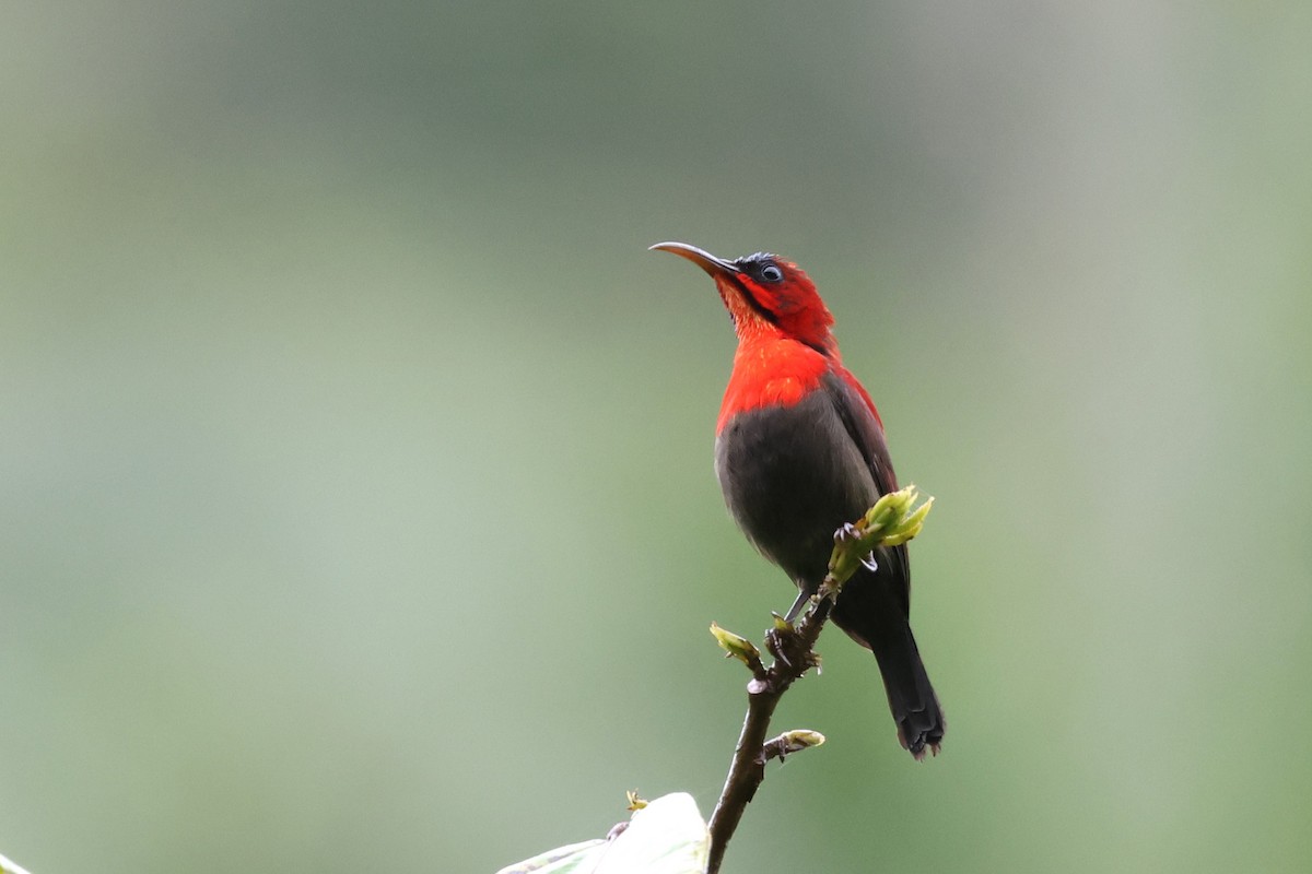 Crimson Sunbird (Sulawesi) - ML637915113
