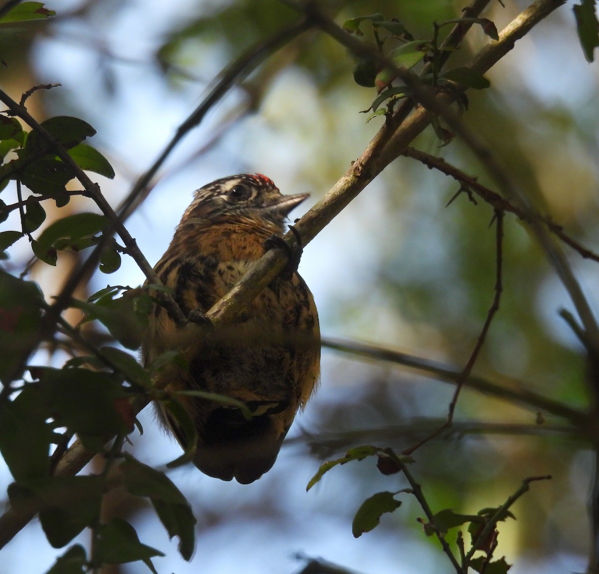 Mottled Piculet - ML637915114