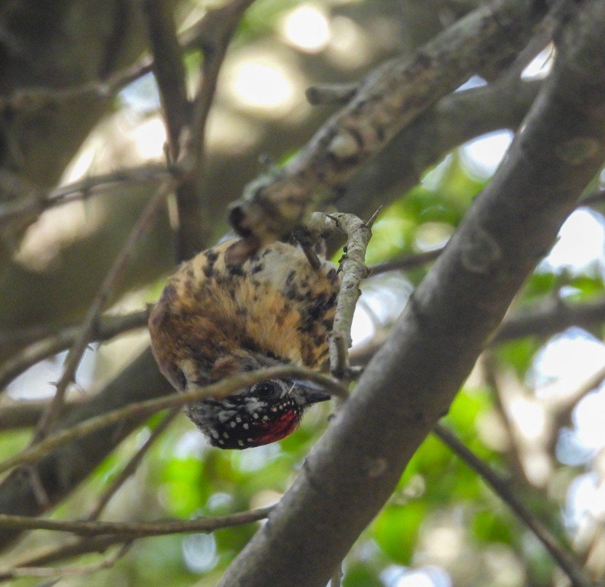 Mottled Piculet - ML637915121