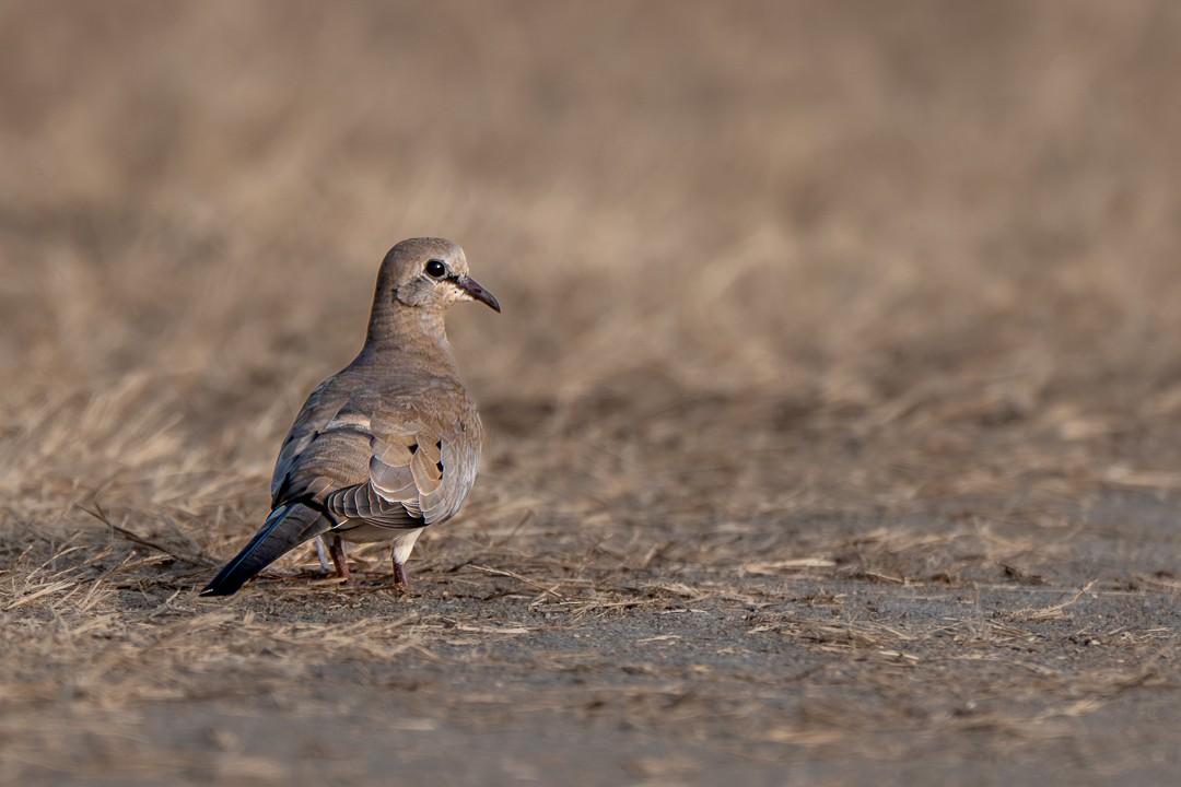 Namaqua Dove - ML637915127