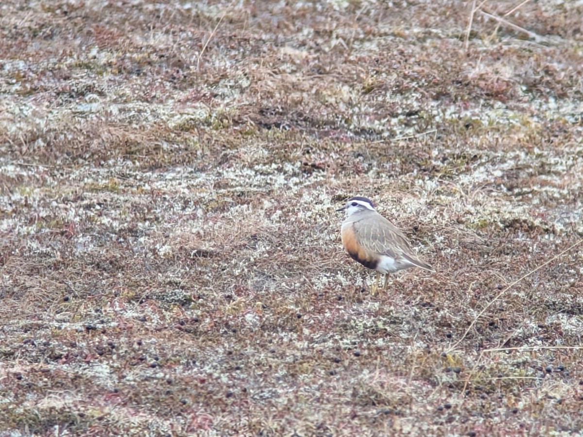 Eurasian Dotterel - ML637915132