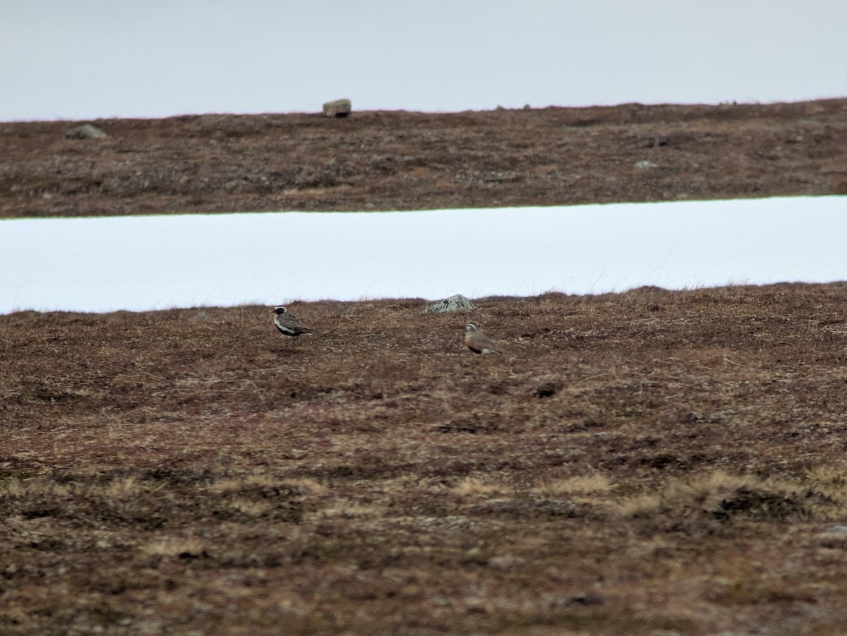 Eurasian Dotterel - ML637915133