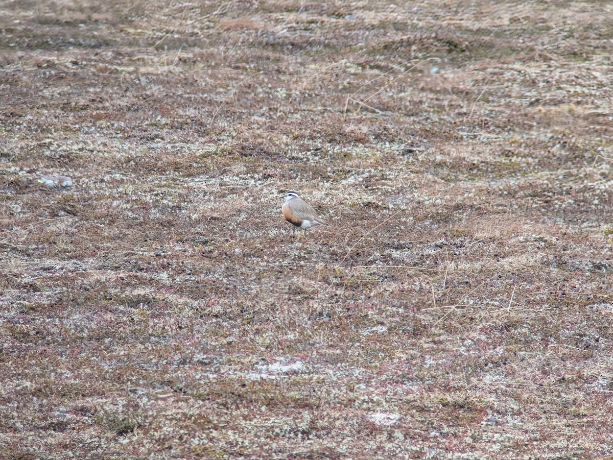 Eurasian Dotterel - ML637915134